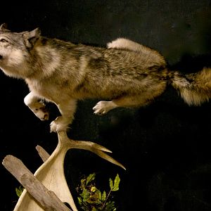 Custom Life-size Wolf Mount Pedestal Taxidermy