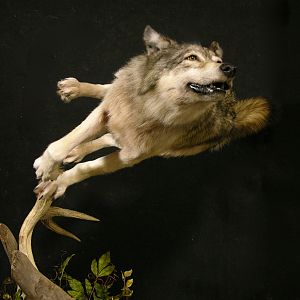 Custom Life-size Wolf Mount Pedestal Taxidermy