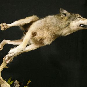 Custom Life-size Wolf Mount Pedestal Taxidermy