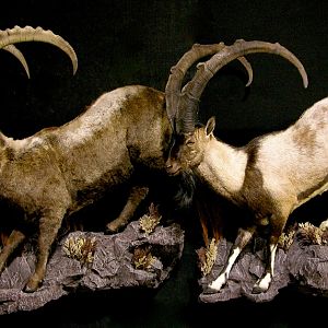 Ibex Full Mount Taxidermy