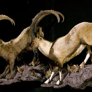 Ibex Full Mount Taxidermy