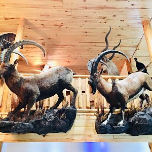 Ibex Full Mount Taxidermy