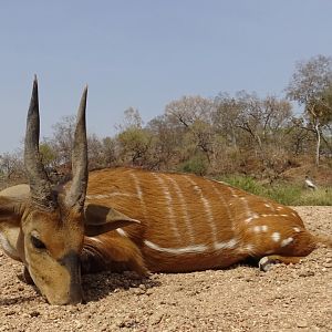 Hunting Harnessed Bushbuck in Cameroon