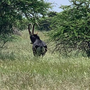 47" Inch Sable Antelope South Africa