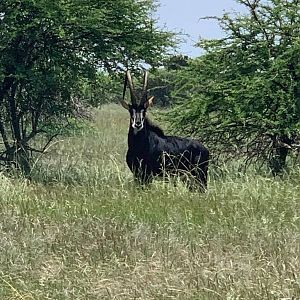 47" Inch Sable Antelope South Africa