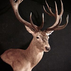 Red Stag Shoulder Mount Taxidermy