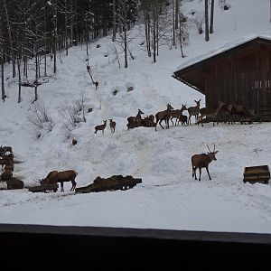 Deer in Germany