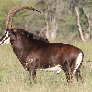 Sable Antelope South Africa