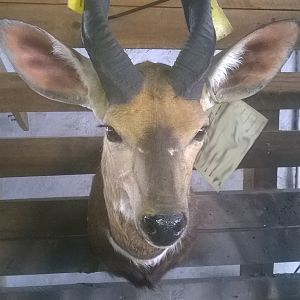 Bushbuck Shoulder Mount Taxidermy