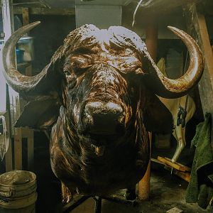 Buffalo Shoulder Mount Taxidermy