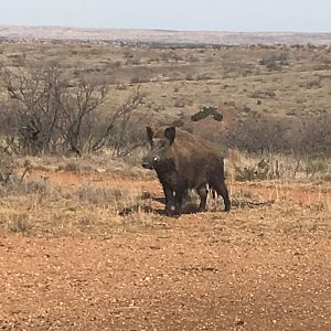 Eurasian Boar in Texas USA