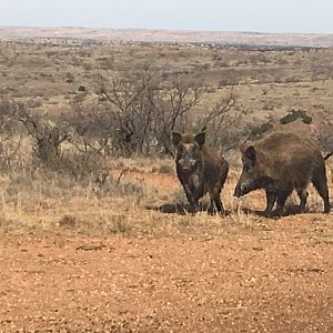 Eurasian Boar in Texas USA