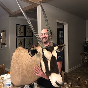 Gemsbok Shoulder Mount Taxidermy