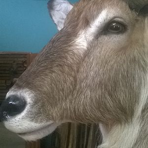 Waterbuck Shoulder Mount Taxidermy