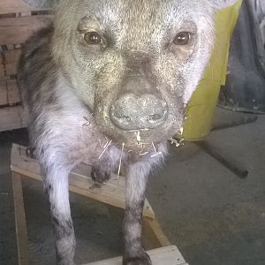 Spotted Hyena Full Mount Taxidermy