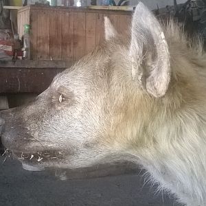 Spotted Hyena Full Mount Taxidermy