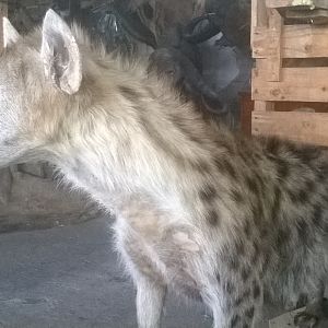 Spotted Hyena Full Mount Taxidermy