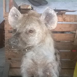 Spotted Hyena Full Mount Taxidermy