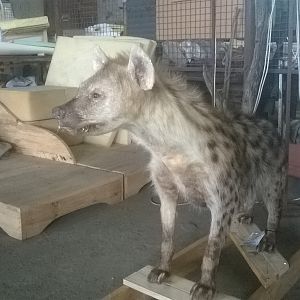 Spotted Hyena Full Mount Taxidermy