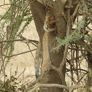 Lion cub sleeping in a tree