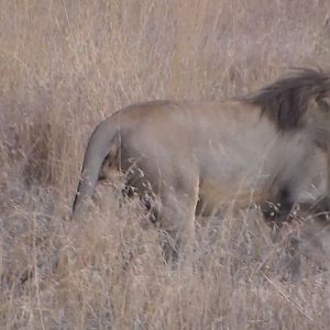 Lion Tanzania