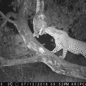 Trail Cam Pictures of Leopard in Namibia