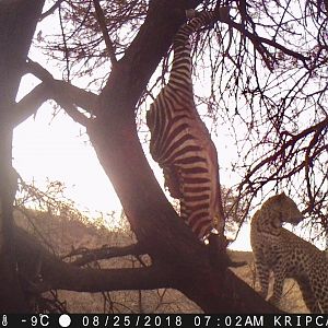 Leopard Trail Cam Pictures Namibia