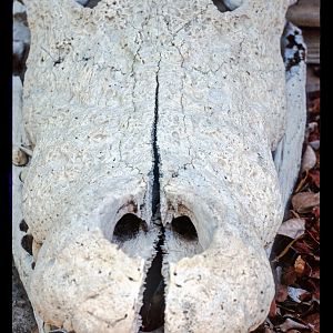 Crocodile Skull