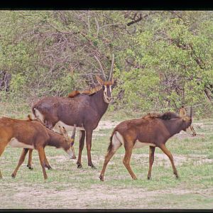 Zable Antelope in Hwange National Park Zimbabwe