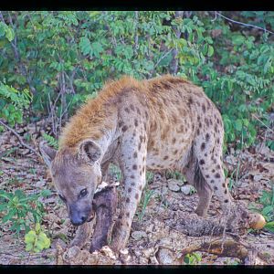 Spotted Hyena in Hwange National Park Zimbabwe