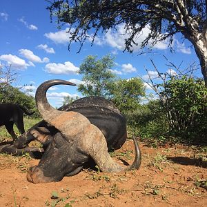 Hunting Buffalo in South Africa