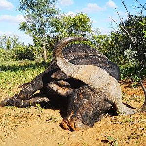 South Africa Hunt Cape Buffalo