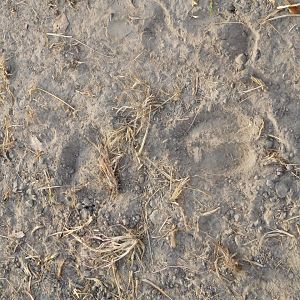 Tracks Cameroon