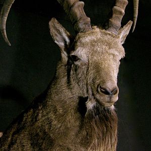 Mid Asian Ibex Taxidermy Mount