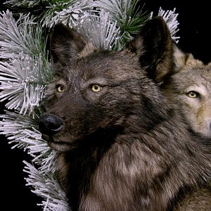Double Wolf Pedestal Taxidermy Mount