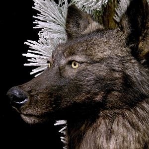 Double Wolf Pedestal Taxidermy Mount