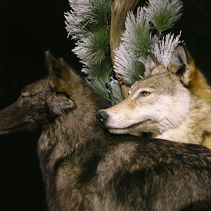 Double Wolf Pedestal Taxidermy Mount