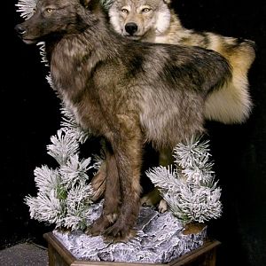 Double Wolf Pedestal Taxidermy Mount