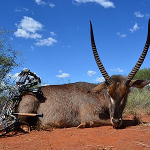 Bow Hunting Waterbuck in South Africa