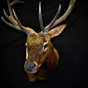 Elk Shoulder Mount Taxidermy