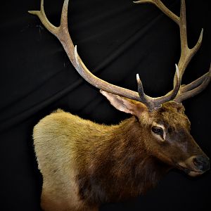 Elk Shoulder Mount Taxidermy