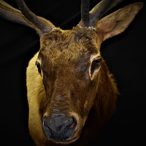 Elk Shoulder Mount Taxidermy