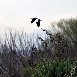 Paradise Duck New Zealand