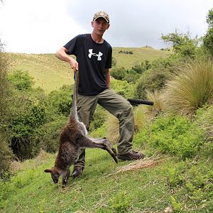 New Zealand Hunt Wallaby