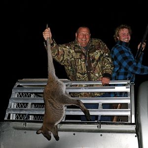 Wallaby Hunting New Zealand