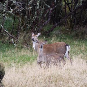 Sika Deer in New Zealand