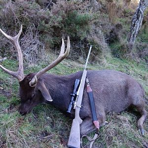 Sambar Deer Hunt New Zealand