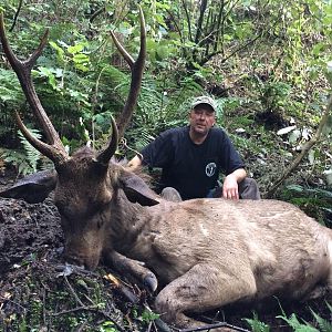 New Zealand Hunt Sambar Deer