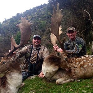 Hunt Fallow Deer in New Zealand