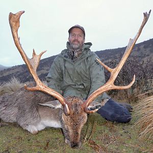 Fallow Deer Hunt New Zealand